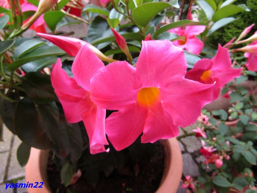 16.07.2016 - Expozitie de flori