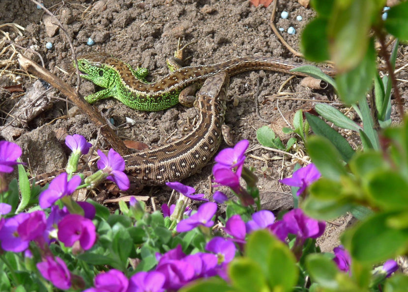 Mascul (smaragd) si femela (maro) - 2017 - 01 - Primavara