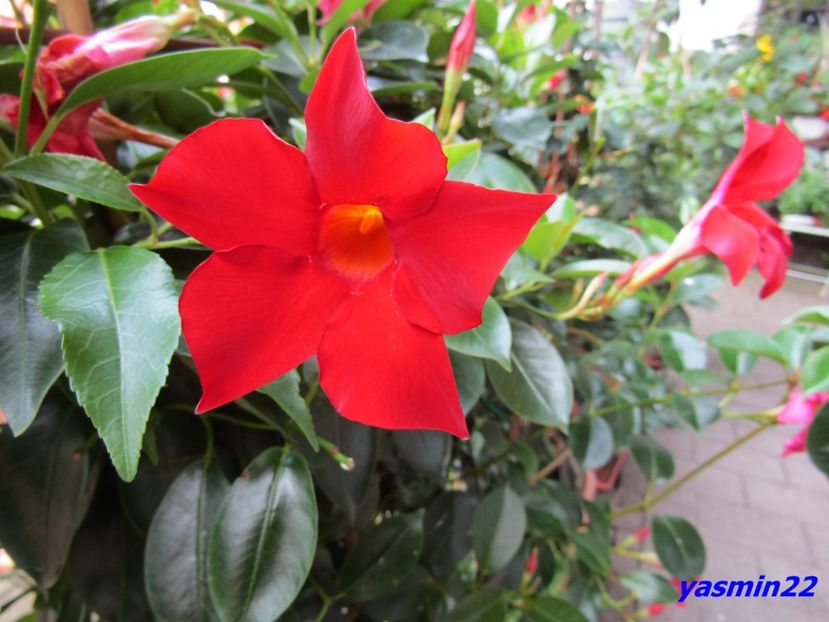 16.07.2016 - Expozitie de flori