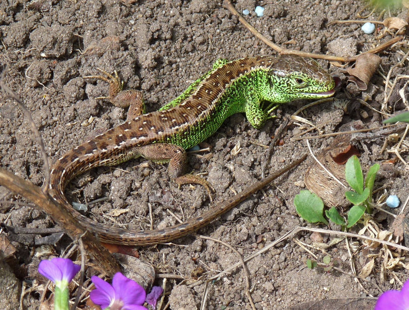 a rontait pe o goanga cat capusorul lui - 2017 - 01 - Primavara