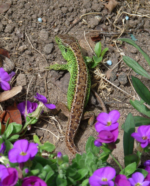 Satul si cu burtica! :)) - 2017 - 01 - Primavara