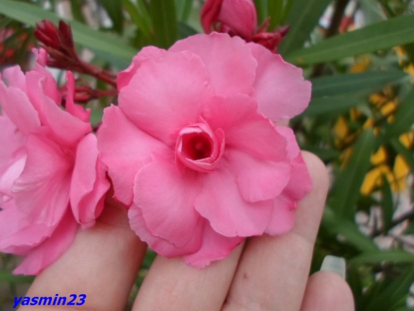 16.07.2016-Leandru - Expozitie de flori