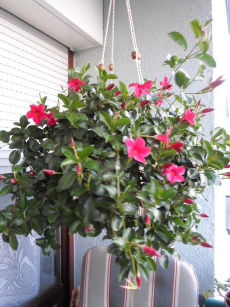 23.07.2016 - Expozitie de flori