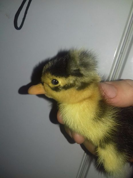 IMG-20170407-WA0011 - Boboci 2017