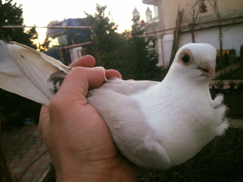 0-1 - BONGO SHIELD OWL BULGARIAN ORNAMENTAL