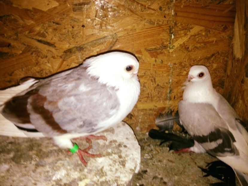  - BONGO SHIELD OWL BULGARIAN ORNAMENTAL