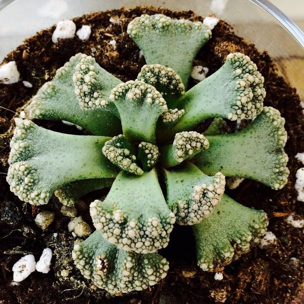 Titanopsis calcareum - Suculente