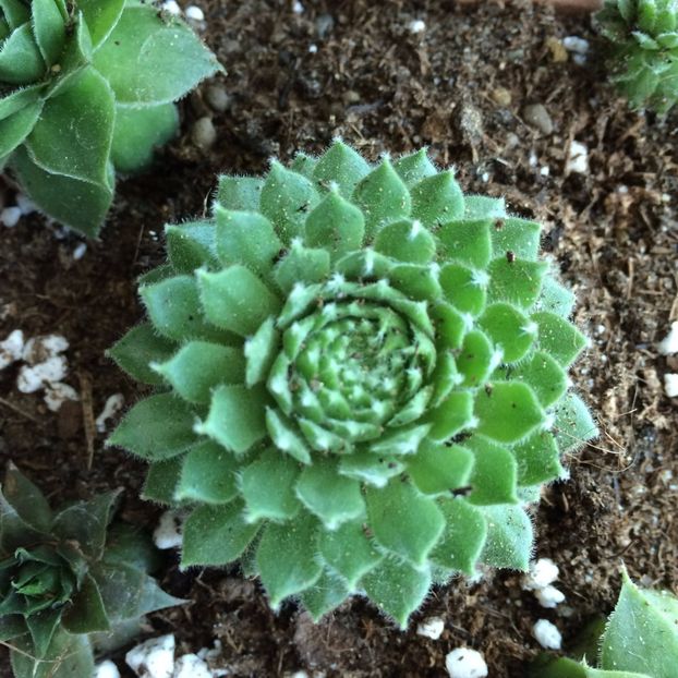 Sempervivum pekinese - Suculente