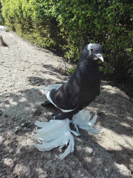 Femela incaltat - 2017_Pui