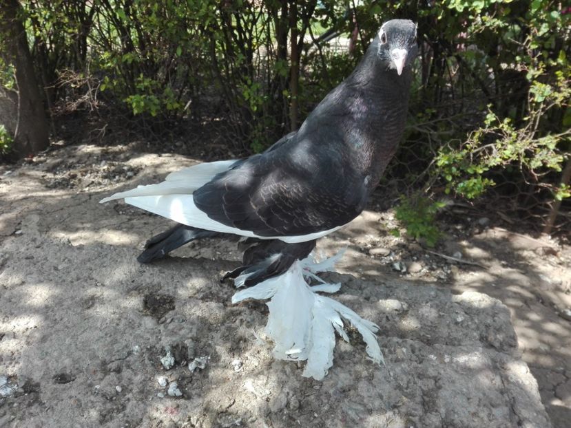 Femela incaltat - 2017_Pui