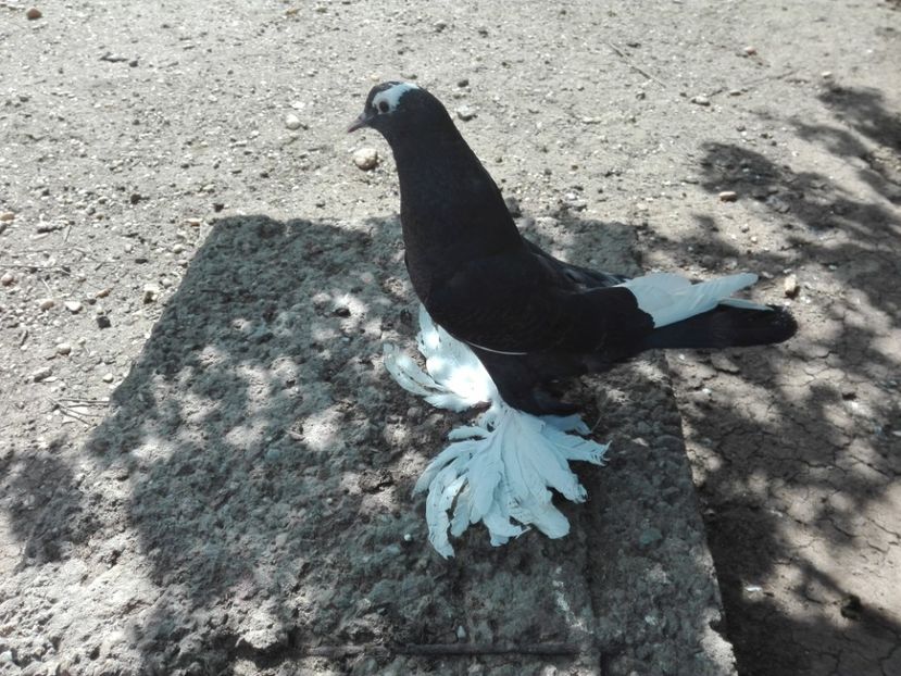 Femela incaltat - 2017_Pui