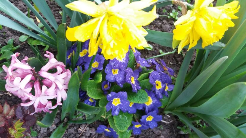  - Primavara lui Aprilie