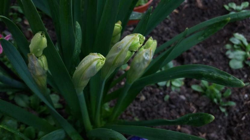  - Primavara lui Aprilie