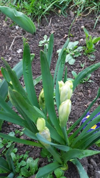  - Primavara lui Aprilie