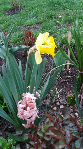  - Primavara lui Aprilie