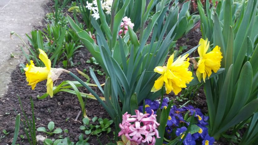  - Primavara lui Aprilie