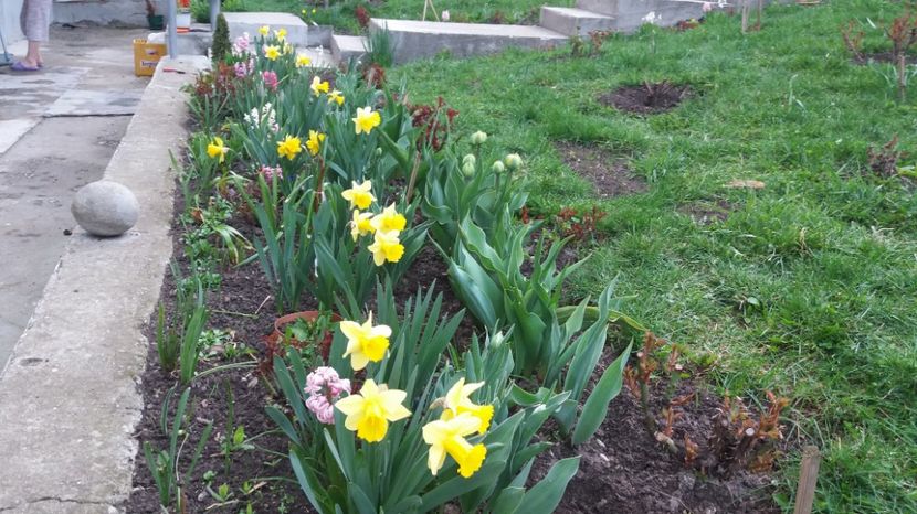  - Primavara lui Aprilie