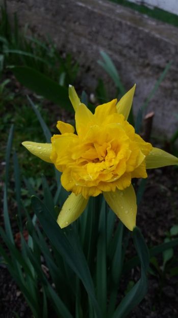  - Primavara lui Aprilie