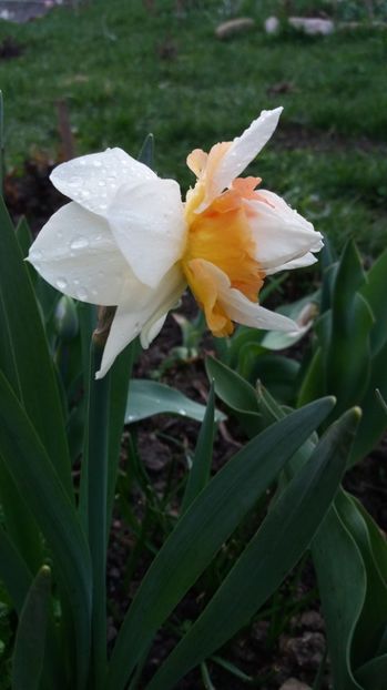  - Primavara lui Aprilie