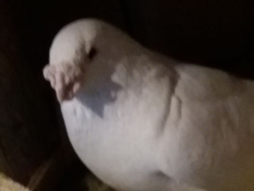  - 5-AMERICAN SHOW RACER