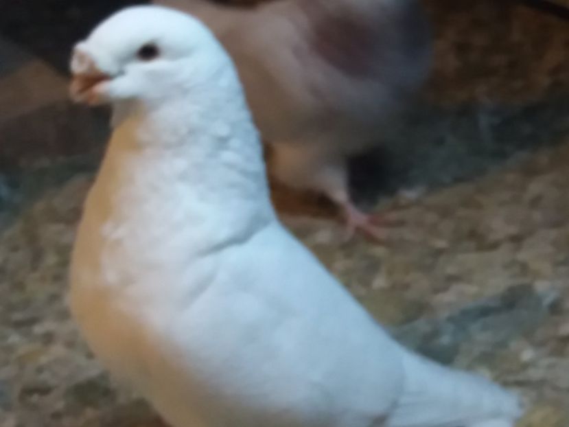  - 5-AMERICAN SHOW RACER