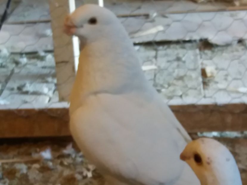  - 5-AMERICAN SHOW RACER