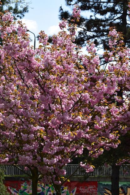  - 2017 TIMISOARA CENTRU SI PARCUL CLABUCET