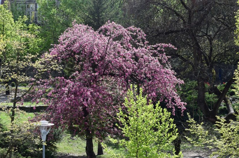  - 2017 TIMISOARA CENTRU SI PARCUL CLABUCET
