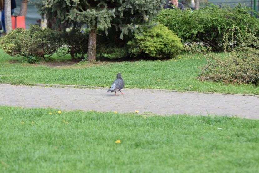  - 2017 TIMISOARA CENTRU SI PARCUL CLABUCET
