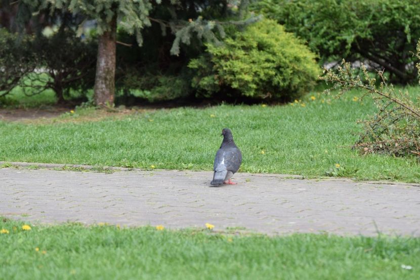  - 2017 TIMISOARA CENTRU SI PARCUL CLABUCET