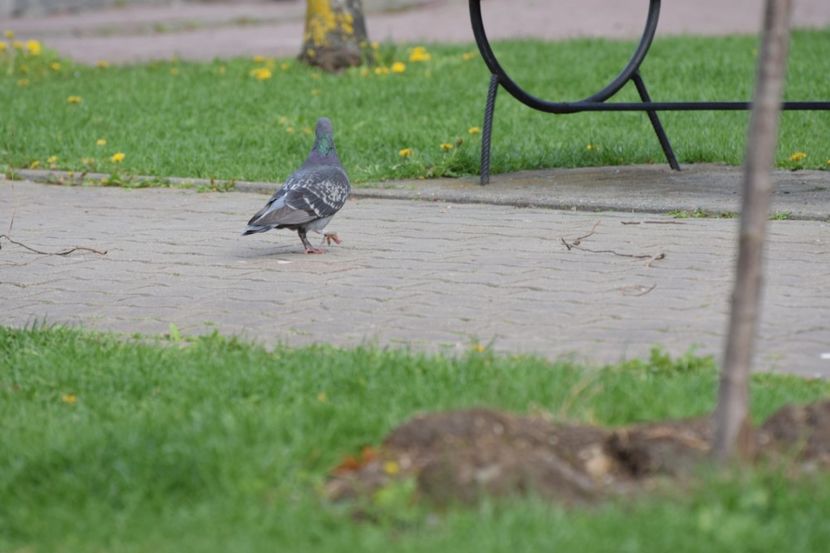  - 2017 TIMISOARA CENTRU SI PARCUL CLABUCET