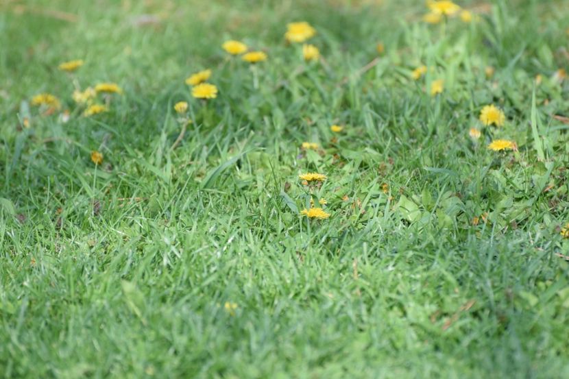  - 2017 TIMISOARA CENTRU SI PARCUL CLABUCET