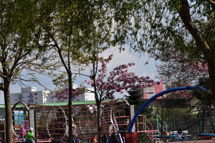  - 2017 TIMISOARA CENTRU SI PARCUL CLABUCET