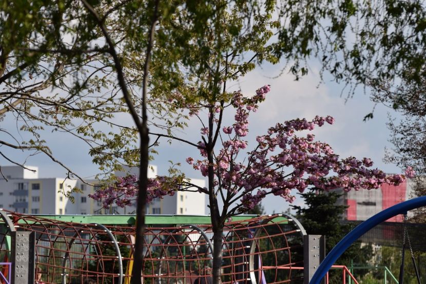  - 2017 TIMISOARA CENTRU SI PARCUL CLABUCET