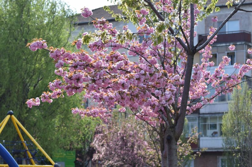  - 2017 TIMISOARA CENTRU SI PARCUL CLABUCET