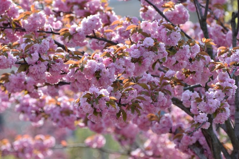  - 2017 TIMISOARA CENTRU SI PARCUL CLABUCET