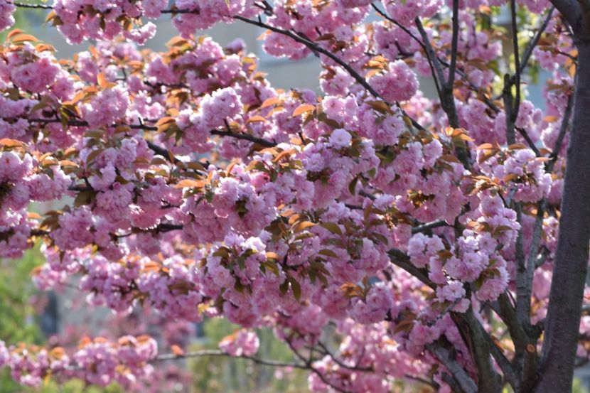  - 2017 TIMISOARA CENTRU SI PARCUL CLABUCET