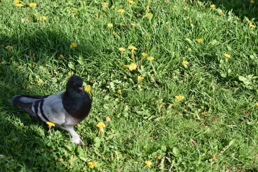  - 2017 TIMISOARA CENTRU SI PARCUL CLABUCET