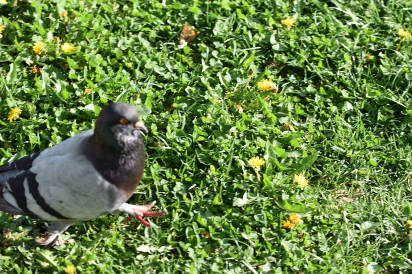  - 2017 TIMISOARA CENTRU SI PARCUL CLABUCET