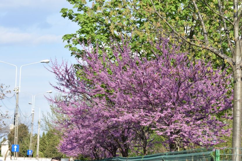  - 2017 TIMISOARA CENTRU SI PARCUL CLABUCET