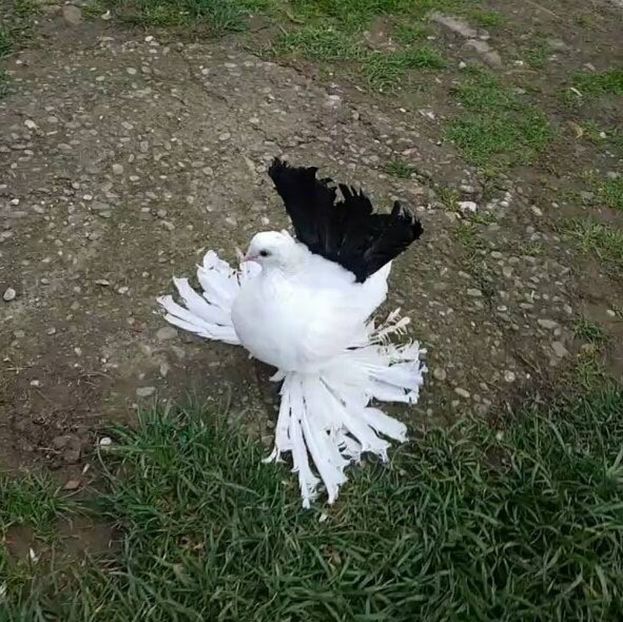 baby 12.04.2017 (1) - pui 2017