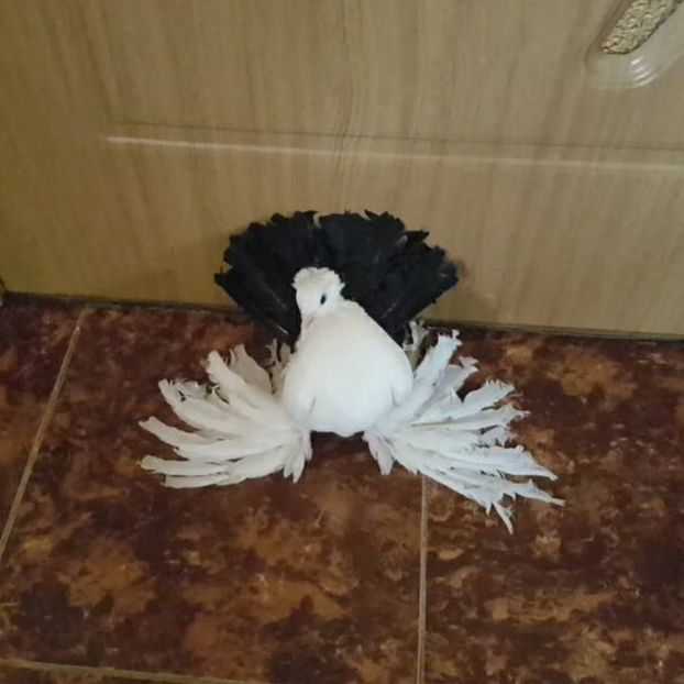 baby 12.04.2017 (2) - pui 2017