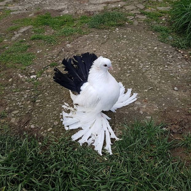 baby 12.04.2017 (6) - pui 2017