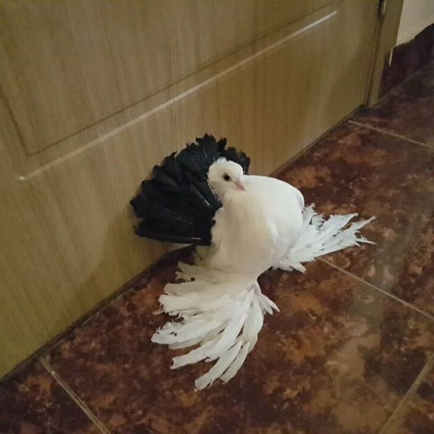 baby 12.04.2017 (8) - pui 2017