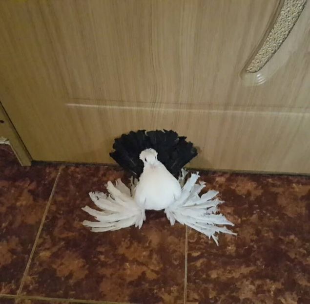 baby 12.04.2017 (9) - pui 2017