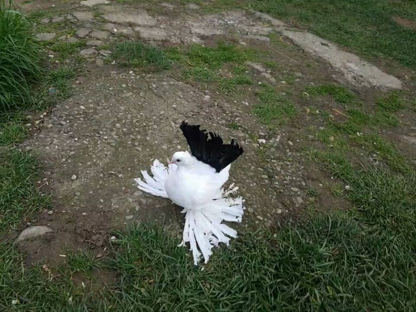 baby 12.04.2017 (14) - pui 2017