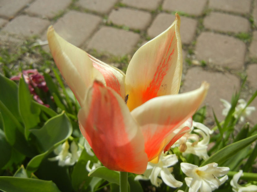 Tulipa Quebec (2017, April 09) - Tulipa Quebec