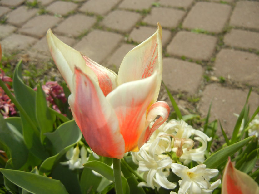 Tulipa Quebec (2017, April 09) - Tulipa Quebec