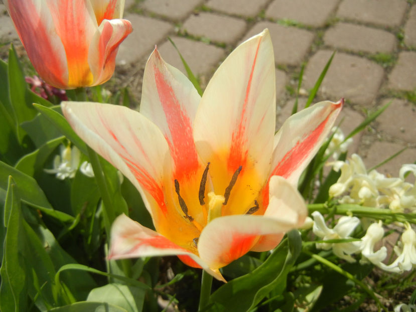 Tulipa Quebec (2017, April 09) - Tulipa Quebec