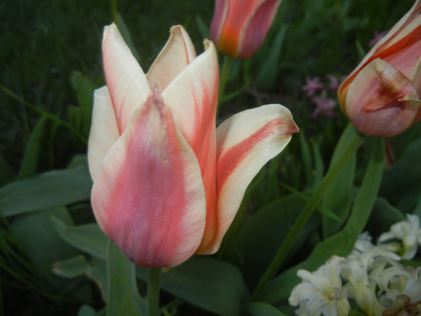 Tulipa Quebec (2017, April 10) - Tulipa Quebec